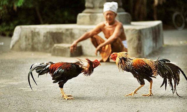 Bạn đã nắm vững hết các luật chơi đá gà hay chưa?  