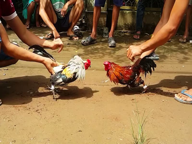 Luật chơi đá gà tại miền Nam dễ hiểu nhất 